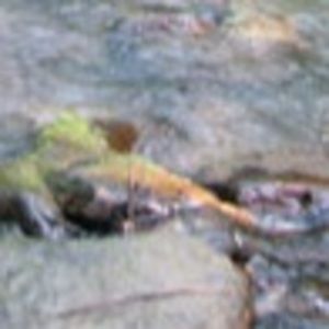 Meet your Posher, Chance